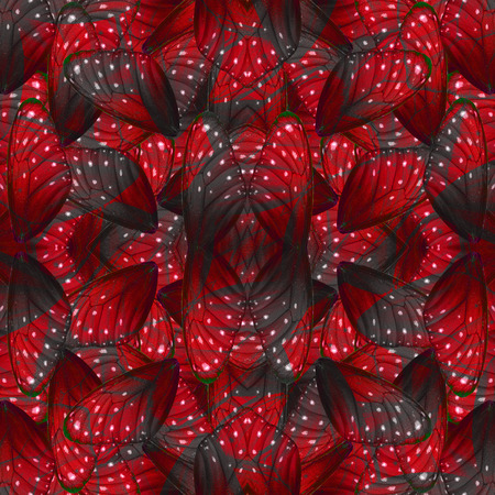 Beautiful red and grey background pattern made of Stripe Blue Butterfly's wing skin textureの写真素材