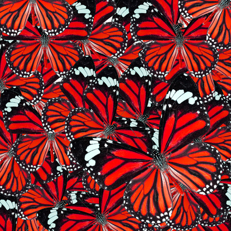 Background Texture made of  Beautiful Red Common Tiger Butterflies in fancy color and patternsの写真素材