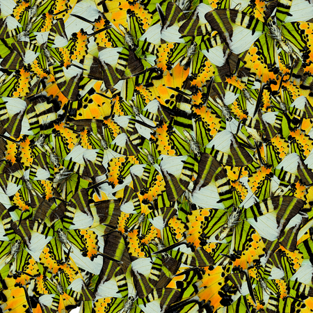 Beautiful Five-bar Swordtail Butterflies pile up as a nice messy background textureの写真素材