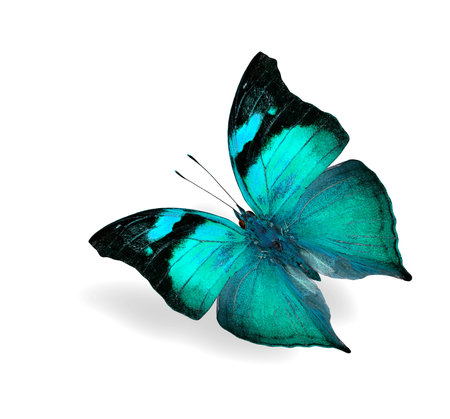Beautiful flying light blue butterfly isolated on white background with soft shadowの写真素材