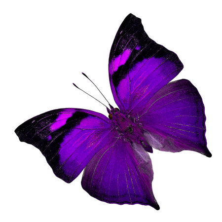 Beautiful purple butterfly in fancy color profile isolated on white backgroundの写真素材