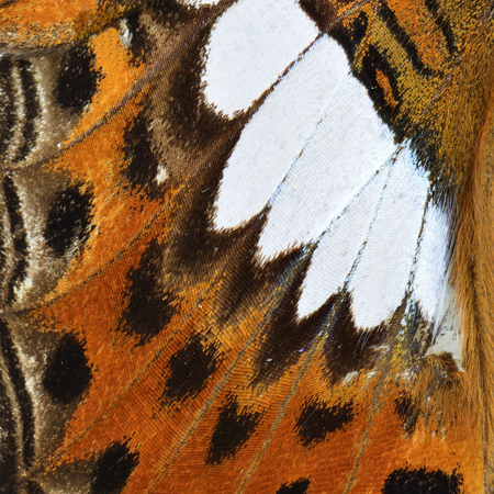 Close up of Common Commander Butterfly wing skin textureの写真素材
