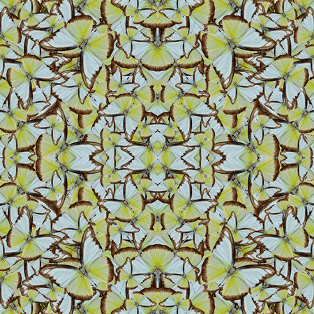 Compilation of Chocolate Albatross butterflies in to an seamless exotic background textureの写真素材