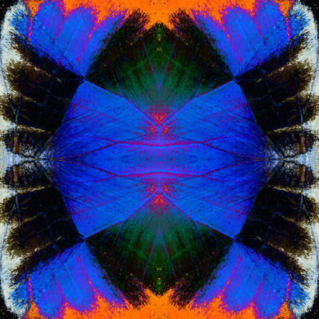 Exotic of beautiful Blue Black and Orange Pattern made of  Butterfly wing skinの写真素材