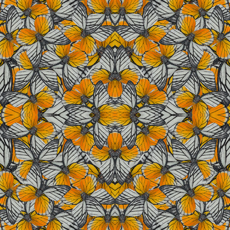 Exotic of Great Pattern made of Red-spot Sawtooth Butterfliesの写真素材