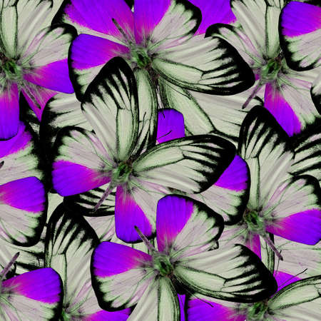 Exotic Purple texture made of many colorful butterfliesの写真素材