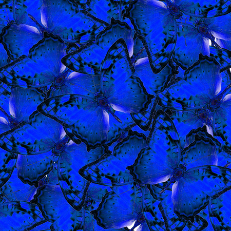 Mix of fancy Vagrant Butterflies in to a great blue background textureの写真素材