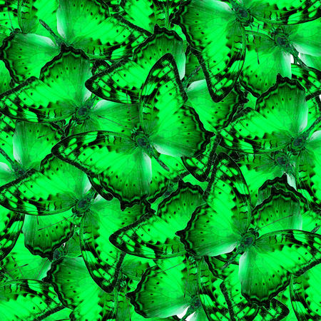 Mix of fancy Vagrant Butterflies in to a great green background textureの写真素材