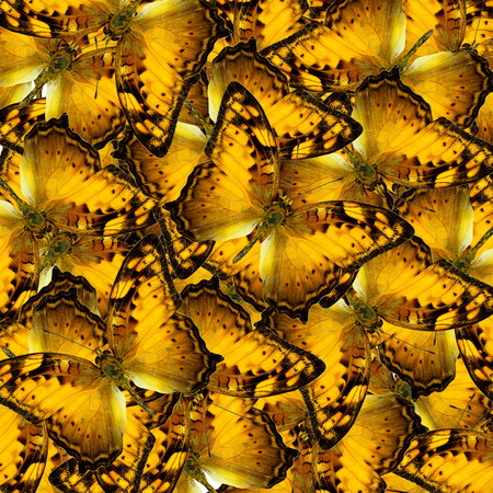 Mix of Vagrant Butterflies in to a great yellow background textureの写真素材