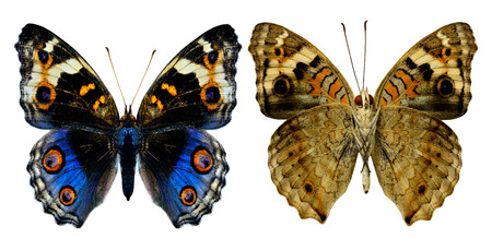 Set of Blue Pansy Butterfly both upper and lower wing profile in natural color isolated on white backgroundの写真素材