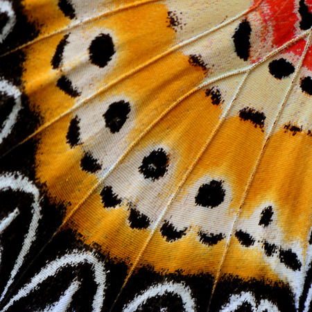 The beautiful texture of Leopard Lacewing Butterfly's wing skinの写真素材
