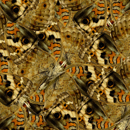Brown Background Texture made of Blue Pansy Butterflies in a great patterns designの写真素材