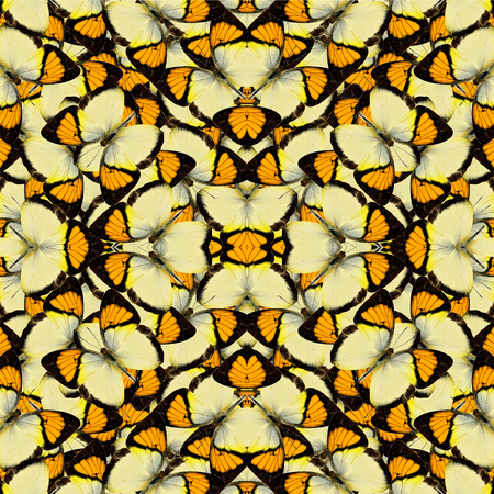 Exotic yellow background background made of yellow orange tip butterflies in seamless patternの写真素材