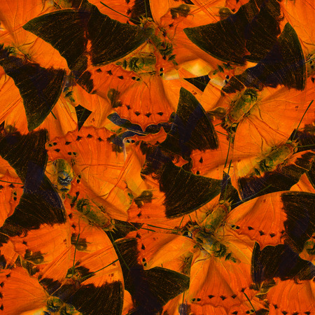 Beautiful Orange and Black Background Texture made of Tawny Rajah Butterfliesの写真素材