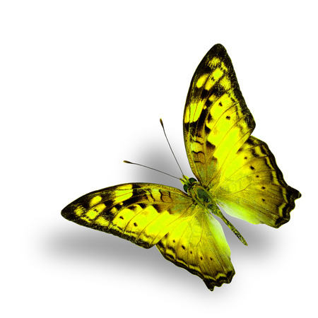 Beautiful Flying Vagrant Butterfly in fancy yellow color profile on white background with nice soft shadowの写真素材