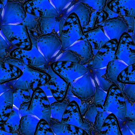 Blue background made of Vagrant Butterflies in exotic and beautiful patternの写真素材