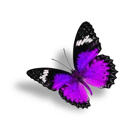 Beautiful Flying Purple Butterfly (Leopard Lacewing) with soft shadow beneath on white backgroundの写真素材