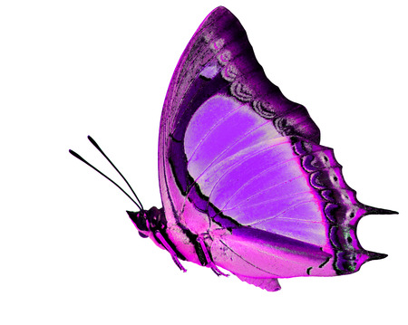 Beautiful flying Indian Yellow Nawab butterfly (polyura jalysus) in fancy purple color profile isolated on white backgroundの写真素材