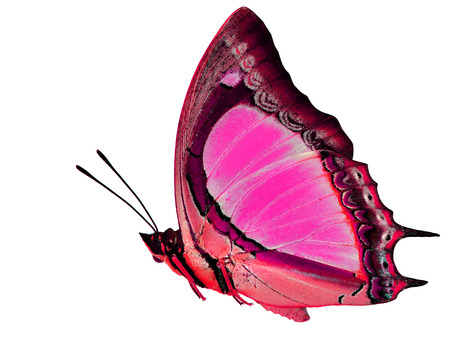 Beautiful flying Indian Yellow Nawab butterfly (polyura jalysus) in fancy pink color profile isolated on white backgroundの写真素材