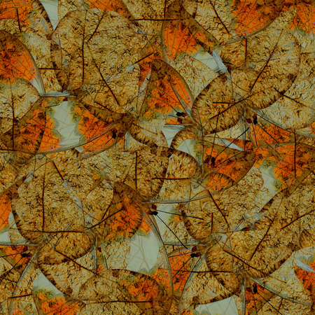 Exotic Orange and Brown background texture made of Greater Orange Tip butterfliesの写真素材