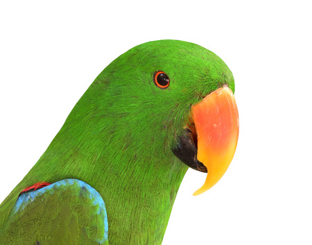 Close up of Green Parrot bird with very sharp in details isolated on white background