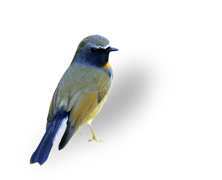 Exotic Rufous-gorgetted flycatcher bird standing isolated on white backgroundの写真素材