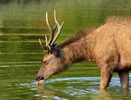 Male of Red Deer sipping water in the swampの写真素材