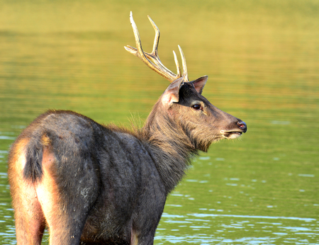 Male of Deer sipping lonely stand in the swampの写真素材
