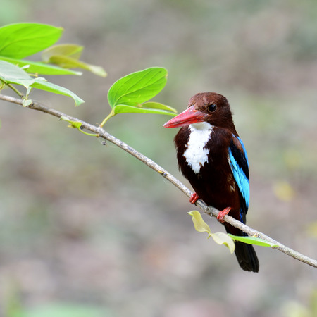 White-throated Kingfisher bird perching on the branchの写真素材