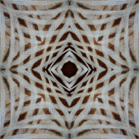 White and Brwown Camouflage background pattern of zebra fur textureの写真素材