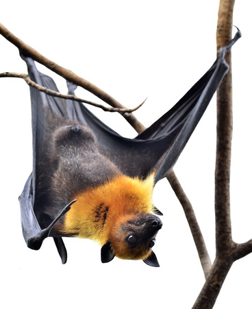 Scarely Hanging Flying Fox or Big bat isolated on white backgroundの写真素材