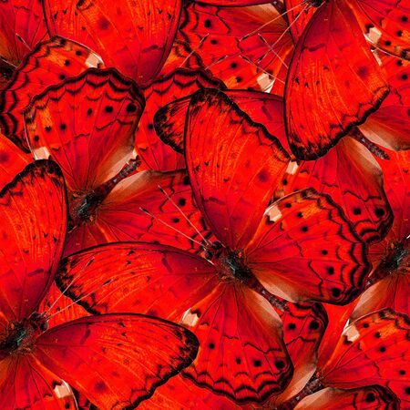 Exotic Red Background made of Common Yeoman butterflies (cirrochroa tyche)の写真素材