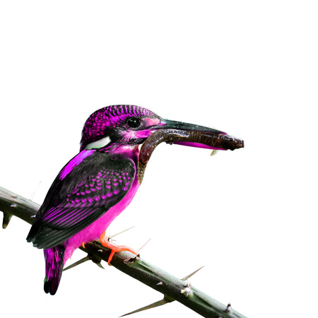 The beautiful fancy pink bird carrying big fish in her mouth feeding the chicks in the nest hole isolated on white backgroundの写真素材