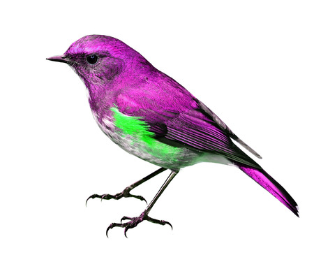 The beautiful pink bird isolated on white backgroundの写真素材