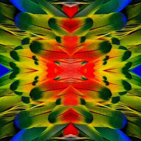 The exotic colorful background pattern made from red yellow and blue macaw bird feathersの写真素材