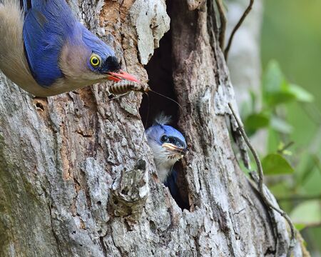 Velvet-fronted Nathatch the beautiful blue bird performs its parenthood duty while feeding her chick in the nest holeの写真素材