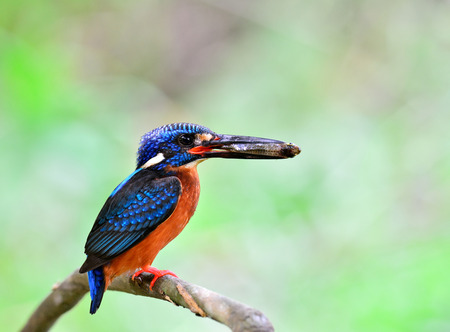Female of blue-eared kingfisher (Alcedo meninting) perching on the thorn branch picking fish in his bills while waiting to feed its chicks in the nest hole, mom birdの写真素材