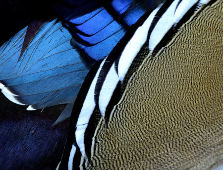Beautiful brown and bue with black and white cross lines background and texture of Mandarin duck (aix galericulata) feathers, exotic nature textureの写真素材