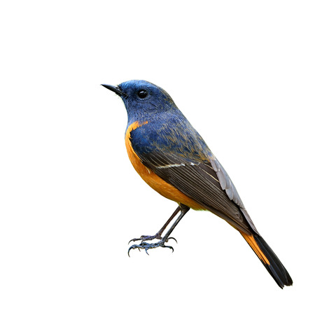 Male of Blue-fronted redstart (Phoenicurus frontalis) the beautiful blue bird with ornage belly showing its details from bills, head to tail and toes isolated on white backgroundの写真素材