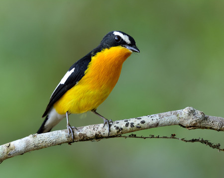 Male of Yellow-rumped flycatcher (Ficedula zanthopygia) the beautiful yellow bird perching on the branch showing its yellow chest feathersの写真素材