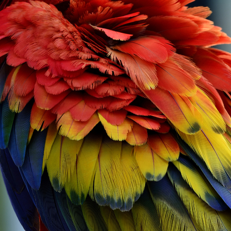 The Puffy feathers of Scarlet Macaw parrot bird, colorful bird feathersの写真素材