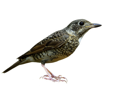Female of white-throated rock thrush (Monticola gularis) the beautiful camouflage grey bird fully...