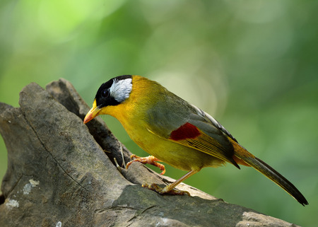 Silver-eared Mesia (Leiothrix argentauris) the beautiful yellow bird and silver on its ears standing on the log looking for mealsの写真素材