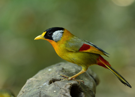 Silver-eared Mesia (Leiothrix argentauris) the beautiful yellow bird and silver on its ears standing on the log with nice blur backgroundの写真素材