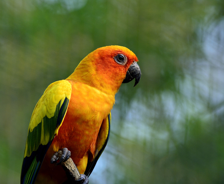 Sun Conure or Sun Parakeet (Aratinga solstitialis) the lovely yellow with green and blue parrot...