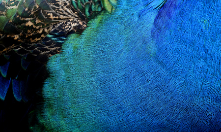 The velvet  blue and green texture of Indian Peacock neck featers, the most beautiful backgroundの写真素材