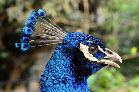 Blue head of Indian Peacock, the most beautiful bird in the world, blue birdの写真素材