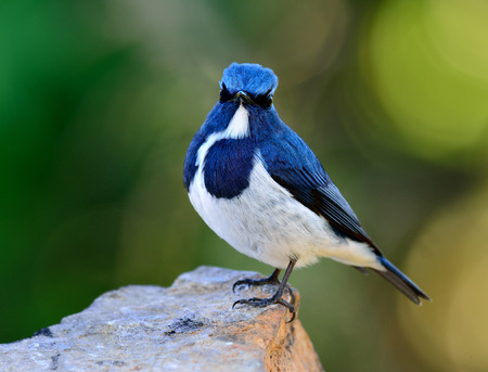 Ultramarine flycatcher or white-browed blue flycatcher (Ficedula superciliaris) beautiful little blue bird with cute actionの写真素材