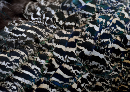 The grace camouflage brown and black texture on Indian Peacock body feathers, the most beautiful...