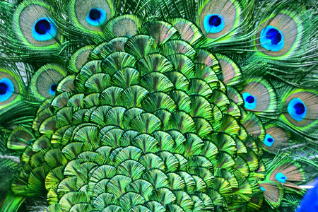 The amazing velvet green patches on Indian Peacock body feathers, the most beautiful bird feathers backgroundの写真素材